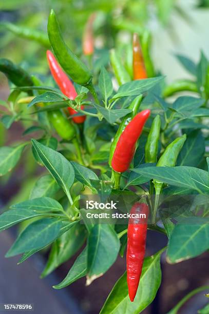Red Hot Chilli Peppers De - Fotografias de stock e mais imagens de Ao Ar Livre - Ao Ar Livre, Arbusto, Calor