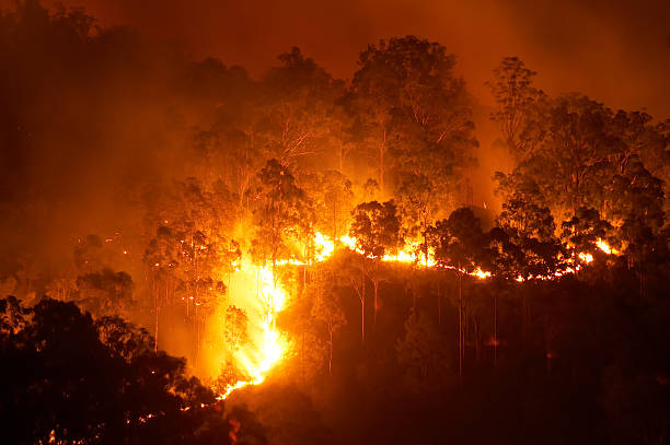 forest fire - inferno stock-fotos und bilder