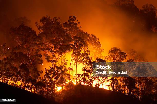 Forest Fire Stockfoto en meer beelden van Bosbrand - Bosbrand, Vlammenzee, Brandstichting