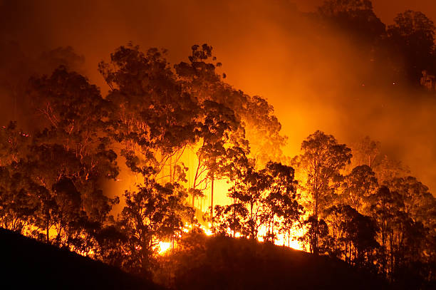 Forest fire stock photo