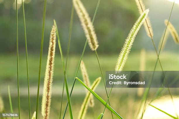 Seeding 草ヘッド - イネ科のストックフォトや画像を多数ご用意 - イネ科, オーストラリア, オーストラリア文化