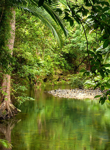 Rainforest Australia stock photo