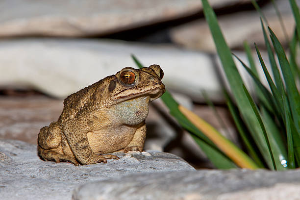 toad stock photo