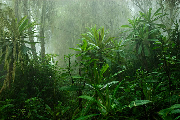 Evergreen cloud forest on the slopes of Mt. Rwenzori. This type of forests is created by a wet and moisture climate and is characterized by a high incidence of low-level cloud cover. 