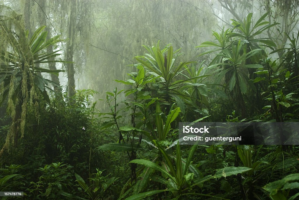 Nuvem Floresta Tropical na África Central - Royalty-free Floresta pluvial Foto de stock