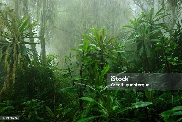 Nuvem Floresta Tropical Na África Central - Fotografias de stock e mais imagens de Floresta pluvial - Floresta pluvial, Floresta Tropical, Tropical