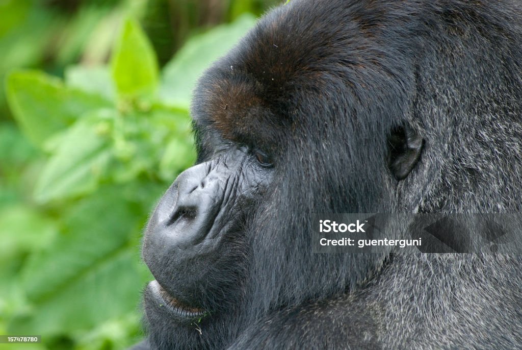 Portait de um Gorila de dorso prateado no Ruanda - Royalty-free Animal selvagem Foto de stock