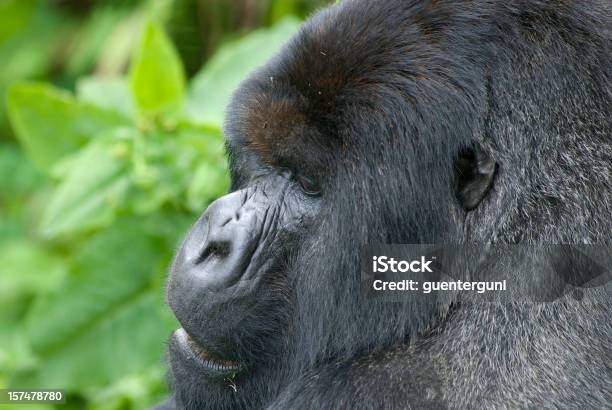 Portait De Um Gorila De Dorso Prateado No Ruanda - Fotografias de stock e mais imagens de Animal selvagem - Animal selvagem, Cabeça de animal, Cor preta