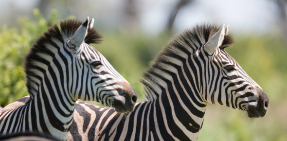 The Hartmann's mountain zebra, Equus zebra hartmannae is a subspecies of the mountain zebra found in far south-western Angola and western Namibia.