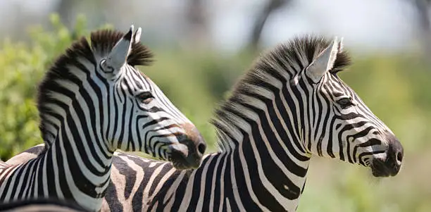 Photo of Birchell's Zebra