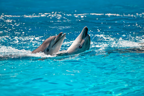 Beluga swims in the blue water of the pool during a performance at the Dolphinarium