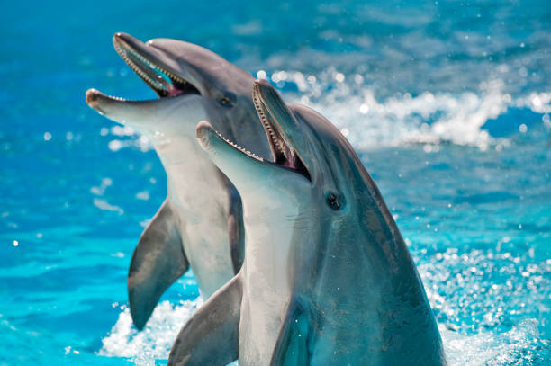 two dolphins in a blue water - aquarium fotos stockfoto's en -beelden