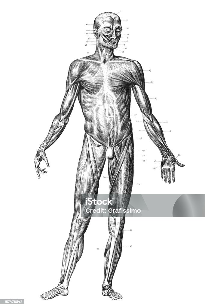 Gravieren menschliche Körper mit Muskeln 1851 - Lizenzfrei Anatomie Stock-Illustration