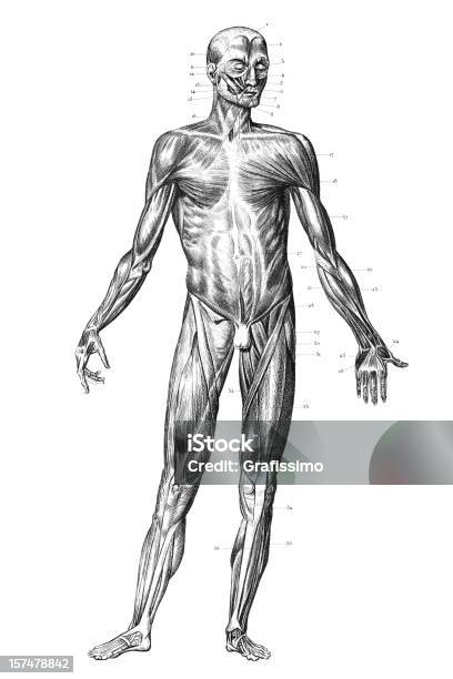 Gravieren Menschliche Körper Mit Muskeln 1851 Stock Vektor Art und mehr Bilder von Anatomie - Anatomie, Schwarzweiß-Bild, Muskulös