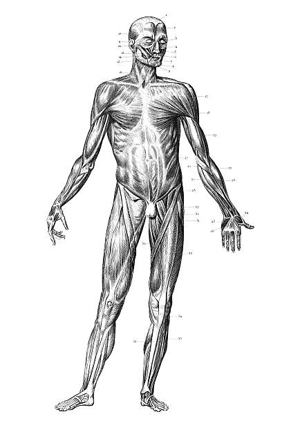 grawerunek organizmie człowieka z mięśni 1851 roku - human muscle the human body anatomy body stock illustrations