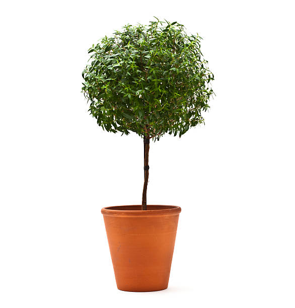 Topiary Tree  topiary stock pictures, royalty-free photos & images
