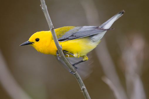 A beautiful yellow Prothonotary warbler (Protonotaria citrea) against a muted brown background.  Focus on the head, eye and beak.