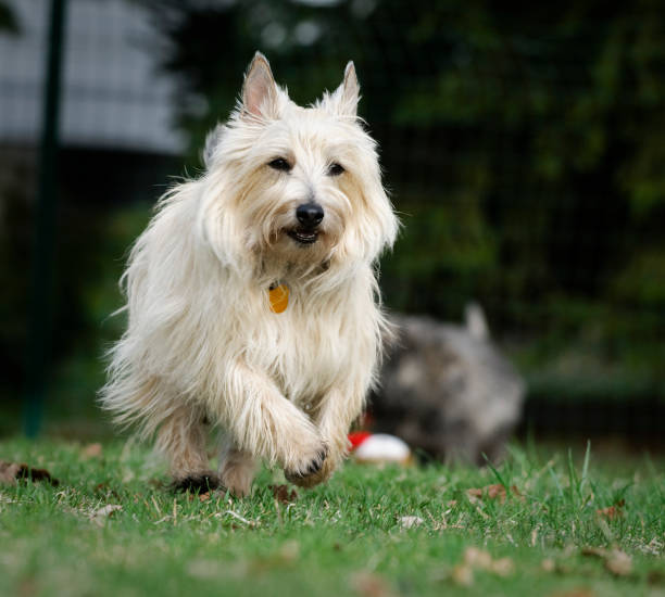 Running Cairn Terrier  cairn terrier stock pictures, royalty-free photos & images