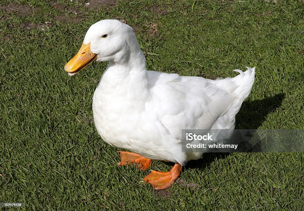 Tłuszcz Aylesbury-Pekin cross duck Chodzić jak kaczka - Zbiór zdjęć royalty-free (Kaczka pekińska)