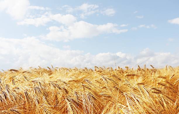 낟알 필드 흐린날 스카이 블루 - wheat whole wheat close up corn on the cob 뉴스 사진 이미지