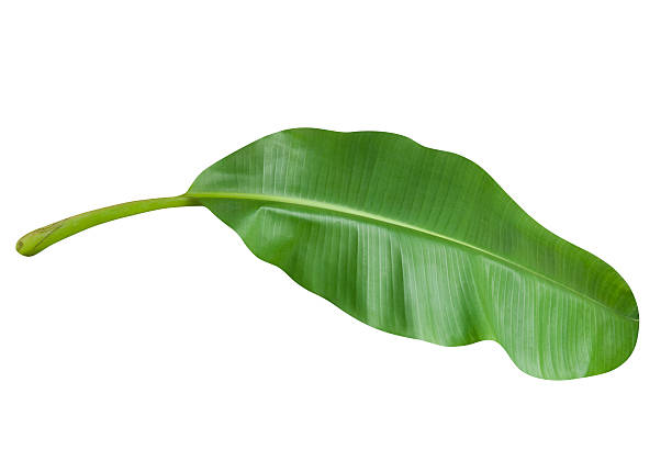 Green banana leaf isolated on white with clipping path A banana leaf to use as a design element or silhouette, including a clipping path. tropical tree stock pictures, royalty-free photos & images