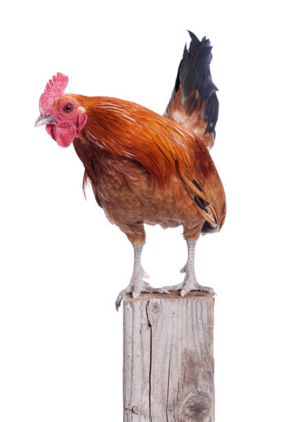 istock Beautiful Red Rooster on Fence Post Isolated White 157479277