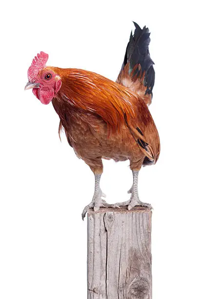 Beautiful red rooster with attitude perched atop a wooden fence post. (Breed note: Rooster is a purebred Nankin)