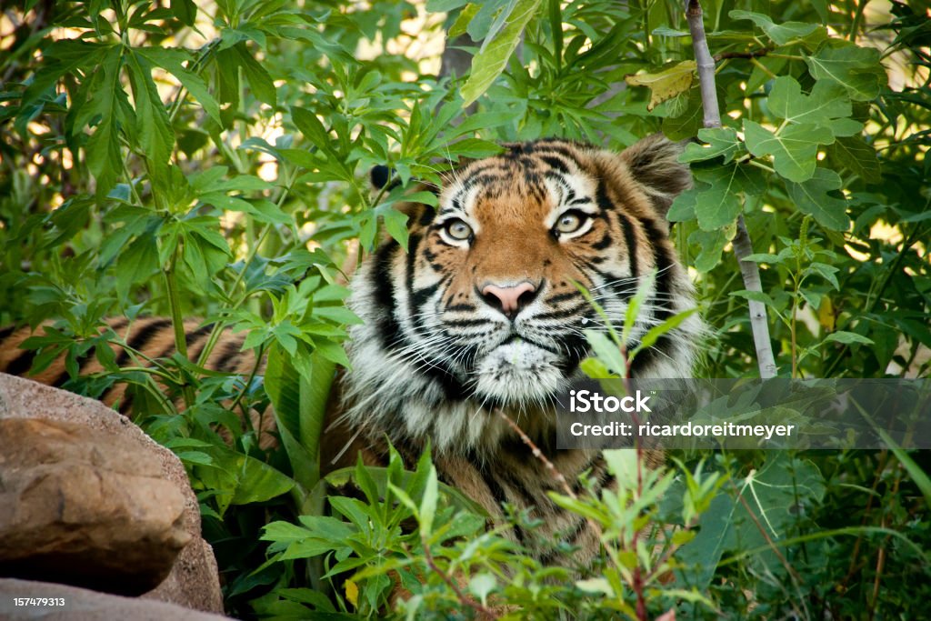 Sich anschleichen Malayan Tiger Kollegen durch das Geäst - Lizenzfrei Sumatratiger Stock-Foto