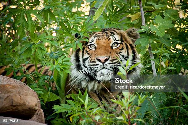 Avvicinarsi Furtivamente Della Malesia Colleghi Attraverso I Rami Tigre - Fotografie stock e altre immagini di Tigre di Sumatra