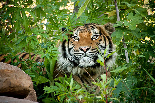 stalking malayan tiger peers through the branches - sumatratiger bildbanksfoton och bilder