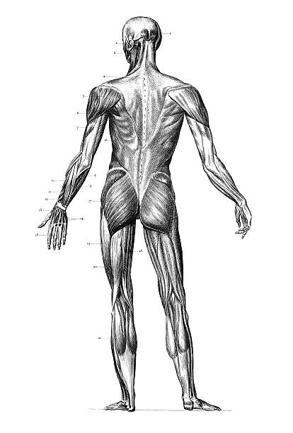 grawerunek organizmie człowieka z mięśni 1851 roku - human muscle the human body anatomy body stock illustrations