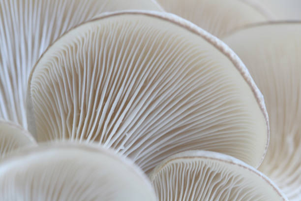 istock Macro of oyster mushroom gills (Pleurotus) 157479340