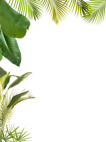 A selection of different tropical plants to form a frame with copy space on the white background.