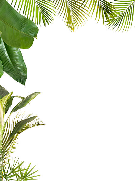 folhas tropical quadro isolado no branco com espaço para texto - rainforest palm tree leaf plant - fotografias e filmes do acervo