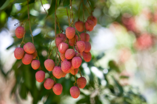 Lychees growing in a Thai orchard ready to be harvested. This delicious seasonal tropical fruit is harvested in May each year.