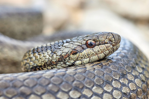 Smooth snake (Coronella austriaca) in natural habitat - sharp details