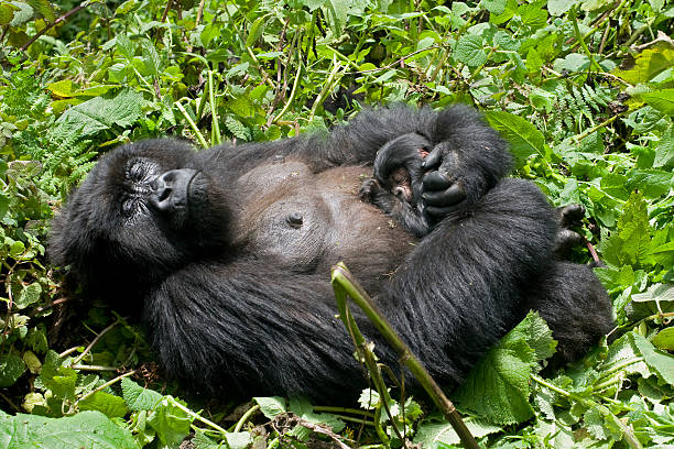 Very rare shot of a newborn mountain gorilla baby. The two days old baby is sleeping at mothers chest. The baby and it´s mother are belonging to the SUSA-family of  Mountain Gorillas (gorilla beringei beringei). 