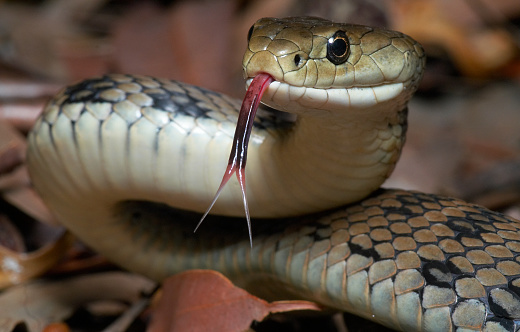 The venomous Australian Rough Scaled Snake with it's forked tongue out.  This is one of the most dangerous snakes and reptiles in the world.  Photographed completely in the wild.