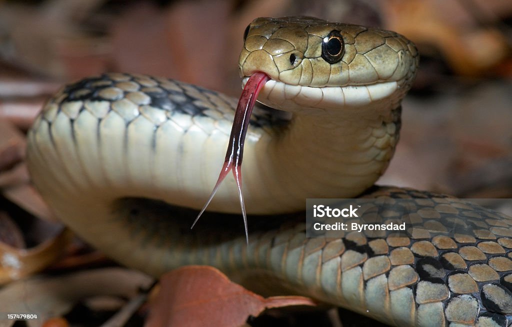 Venomous snake The venomous Australian Rough Scaled Snake with it's forked tongue out.  This is one of the most dangerous snakes and reptiles in the world.  Photographed completely in the wild. Snake Stock Photo