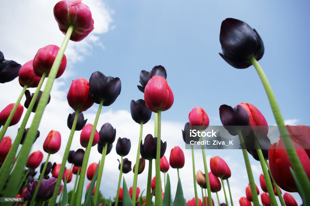 Tulipanes - Foto de stock de Cielo libre de derechos