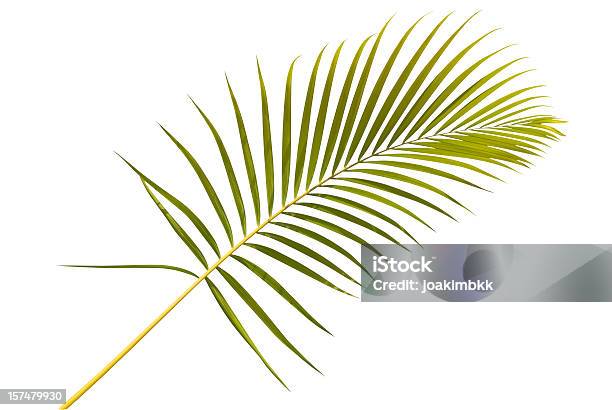 Verde Tropicale Foglia Di Palma Isolato Su Bianco Con Percorso Clip - Fotografie stock e altre immagini di Foglia di palma