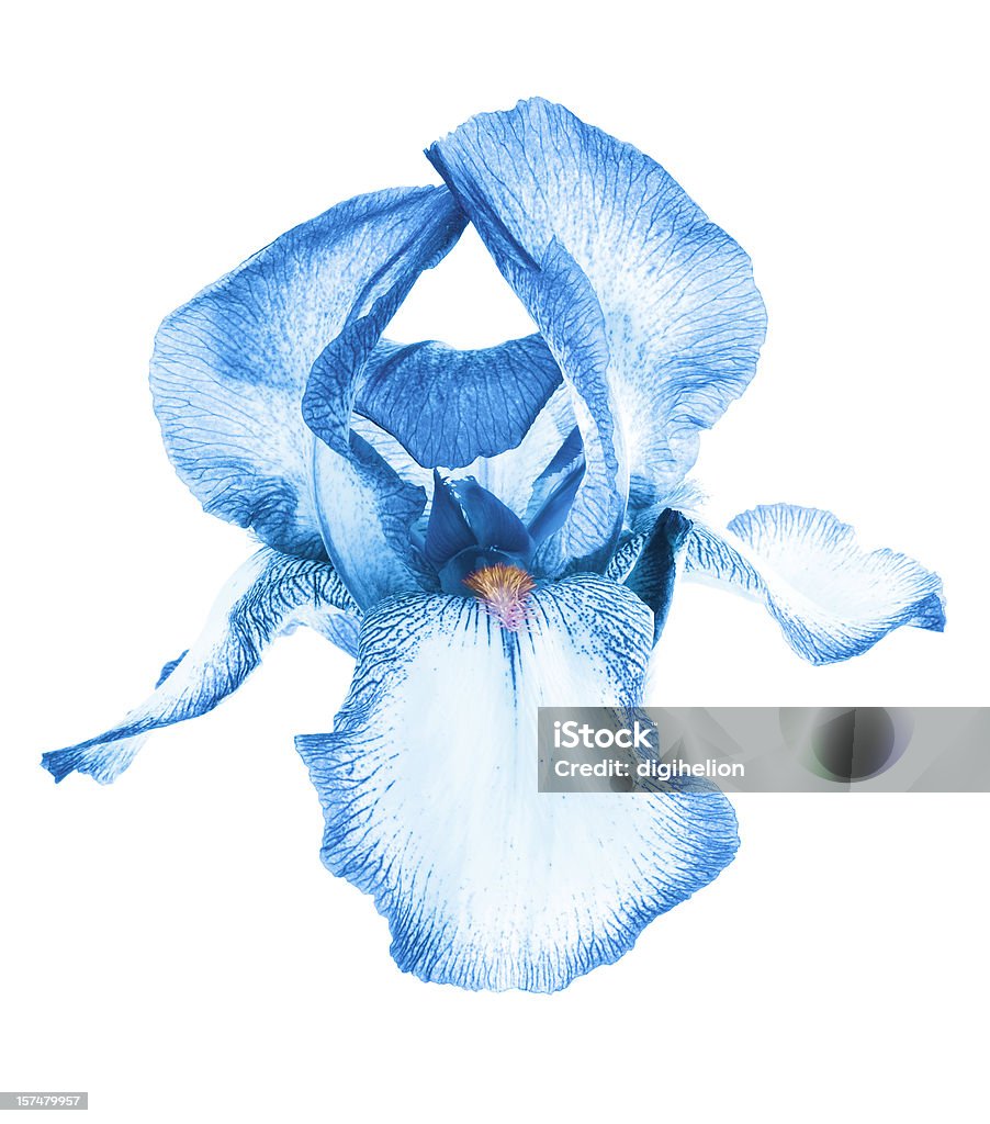 エキゾチックなブルーアイリスの花の背景に白色 - アヤメ属のロイヤリティフリーストックフォト