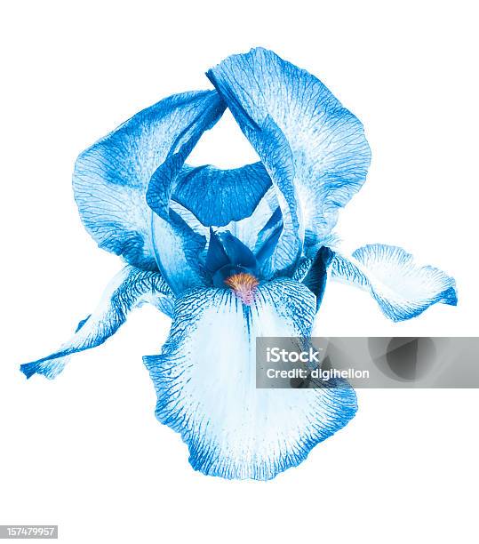 아이리스입니다 이국적이다 블루 국화는 흰색 배경의 꽃-식물에 대한 스톡 사진 및 기타 이미지 - 꽃-식물, 붓꽃, 파란색
