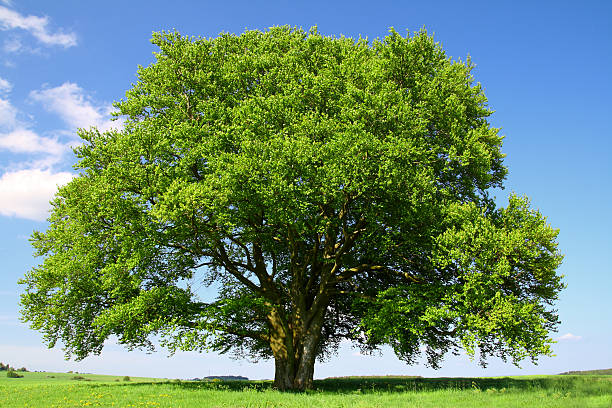 vecchio faggio in estate - tree single object remote landscape foto e immagini stock