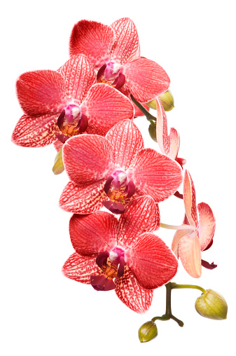 Bunch of fresh Red orchid flowers isolated on white background. Studio shot.