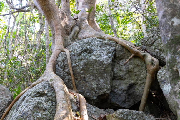 Closeup tree roots growing over volcanic rock, background with copy space, full frame horizontal composition