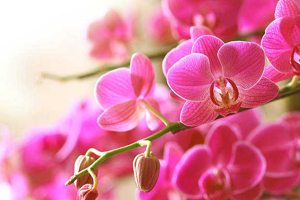 Blooming pink orchid on a green branch Close up of pink orchids. orchid stock pictures, royalty-free photos & images