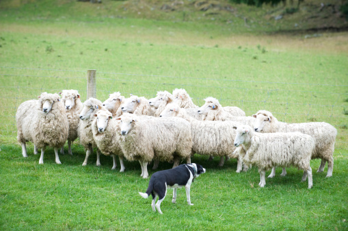 A lone dog attentively watches over a flock of sheep on a grassy hillside. Pet vigilance stands out amidst the pastoral scene, under a clouded sky