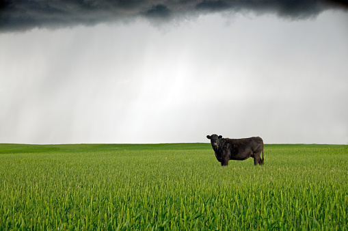 This Black Angus cow has found her way into a green wheat field. A summer storm cloud is forming above the field.