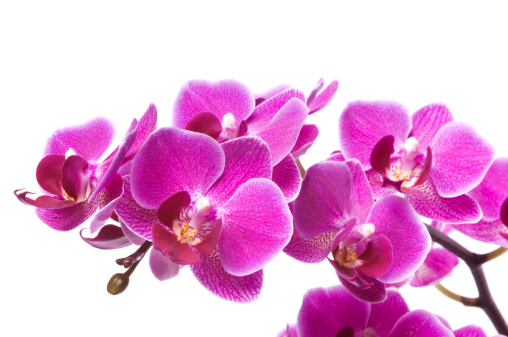 Bunch of fresh Pink orchid flowers isolated on white background. Studio shot.